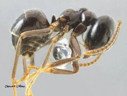 ouvière Lasius fuliginosus 