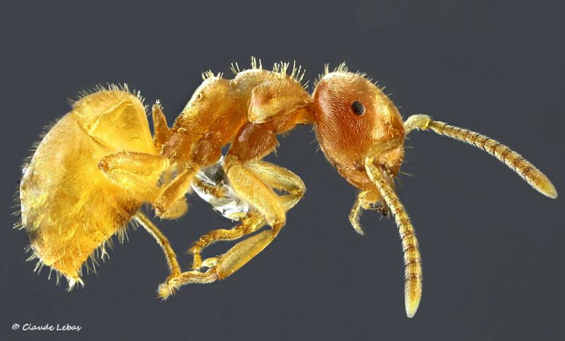 ouvriere Lasius jensi