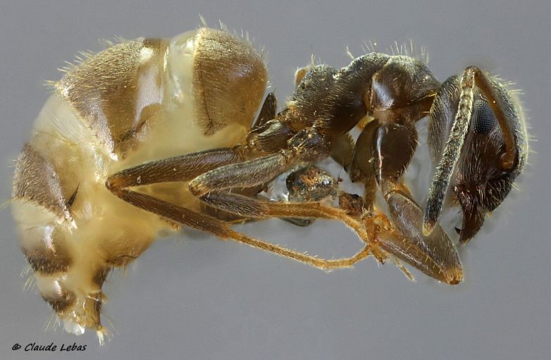 ouvrière Lasius paralienus