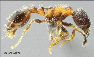 ouvriere  Leptothorax acervorum