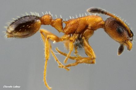 ouvriere Leptothorax muscorum