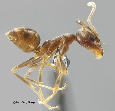 ouvriere Linepithema humile