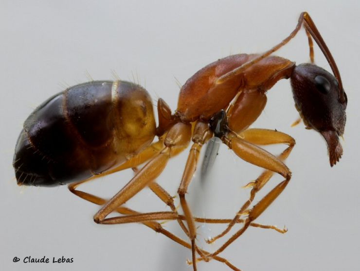 ouvriere Camponotus pilicornis