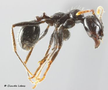 minor Messor barbarus
