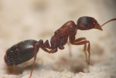 fourmi Monomorium salomonis