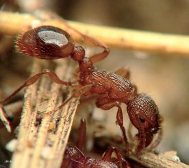 fourmi Myrmica aloba