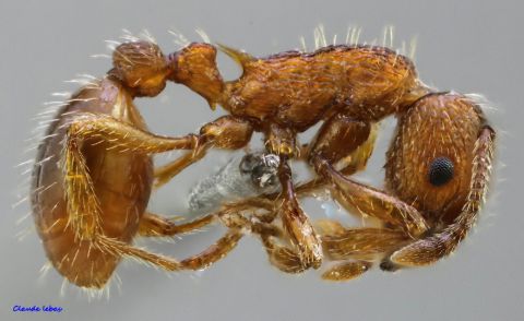 ouvriere  Myrmica specioides