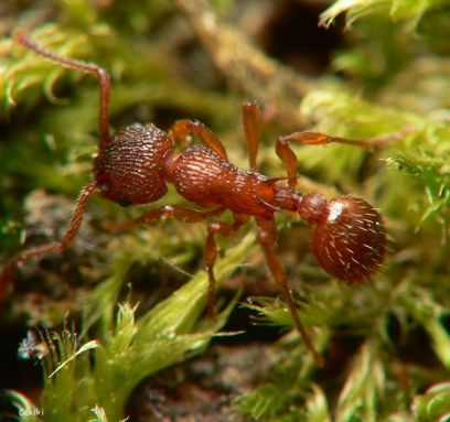 fourmi Myrmica spinosior