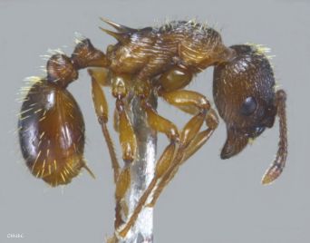 ouvriere Myrmica  vandeli