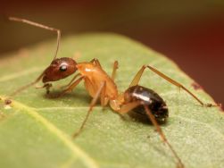  ouvriere Fourmi Campobnotus pilicornis