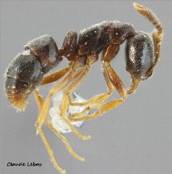 ouvriere Hypoponera eduardi