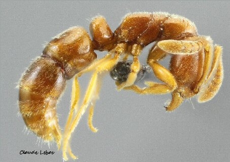 ouvriere Ponera testacea