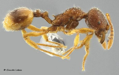 ouvriere  Stenamma striatulum