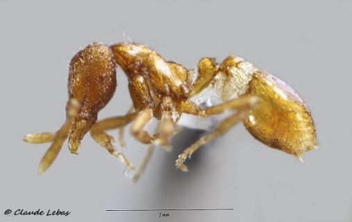 Strumigenys baudueri