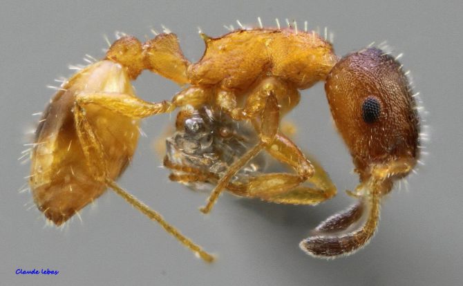 ouvriere Temnothorax albipennis