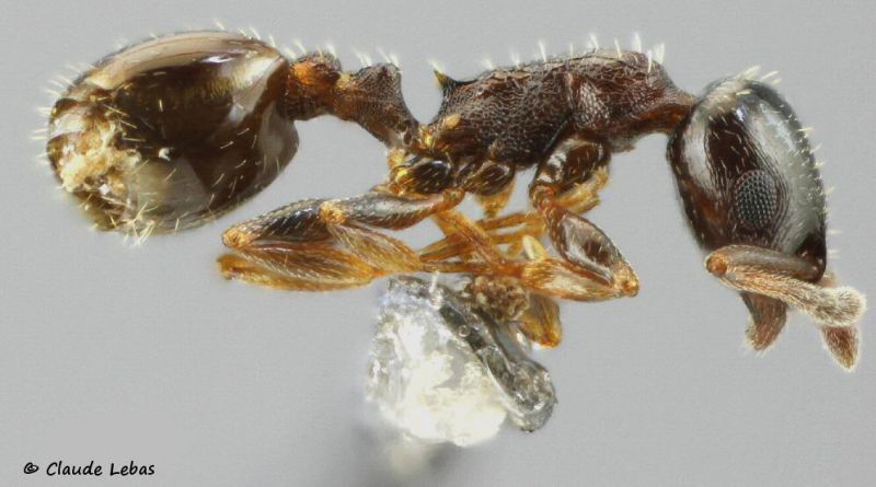 ouvrière  Temnothorax exilis