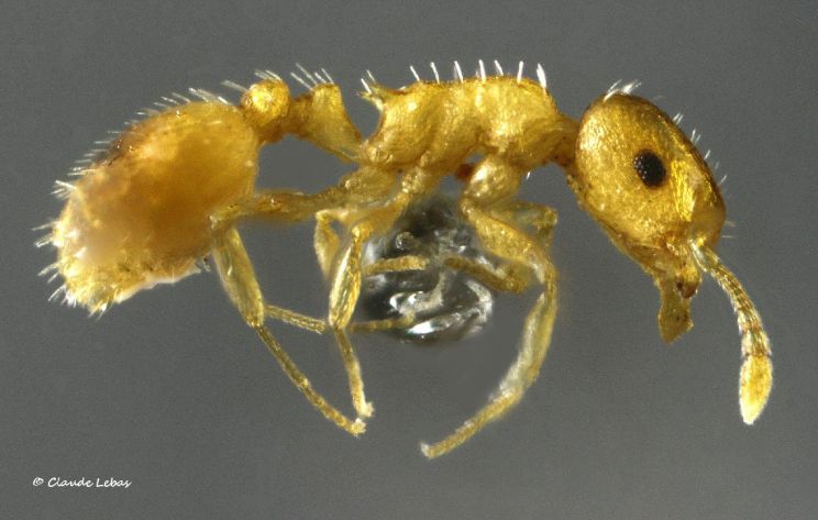 ouvriere Temnothorax flavicornis