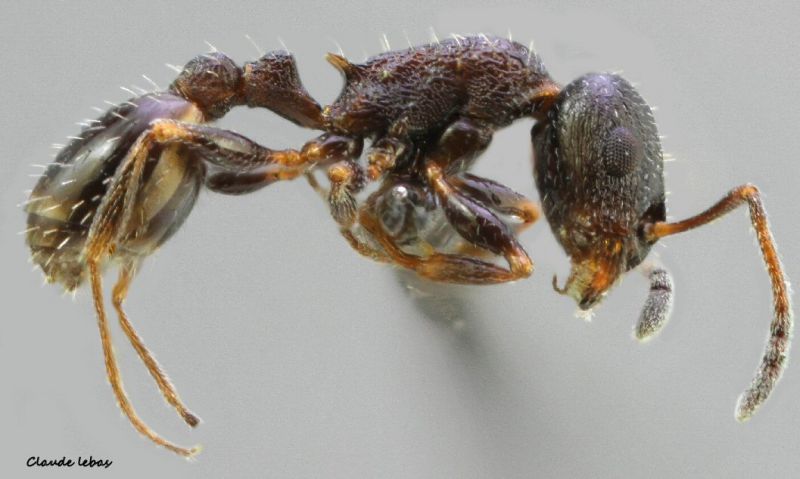 ouvriere Temnothorax grouvellei