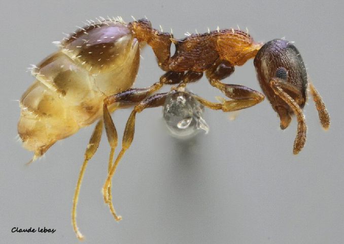 ouvriere  Temnothorax kraussei