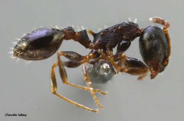 ouvrière Temnothorax melas