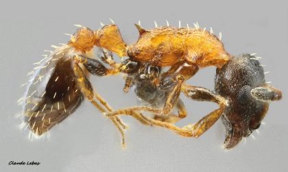 ouvriere  Temnothorax nigriceps