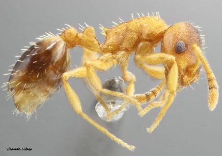 ouvriere  Temnothorax nylanderi