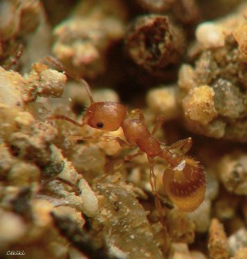 fourmis Temnothorax parvulus