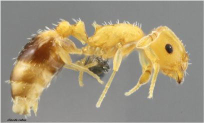 ouvriere  Temnothorax parvulus