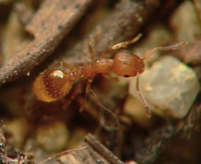 fourmi Temnothorax parvulus