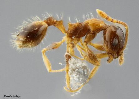 ouvriere Temnothorax recedens