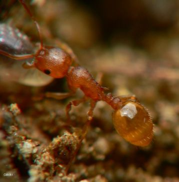 fourmi Temnothorax tristis