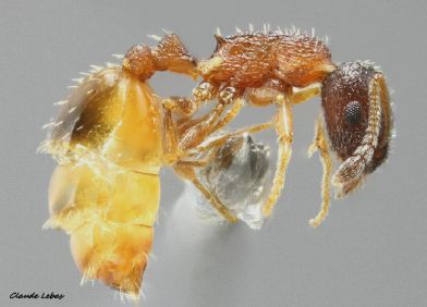 ouvriere Temnothorax tuberum
