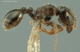 ouvriere Tetramorium caespitum