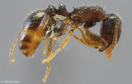ouvriere Tetramorium forte