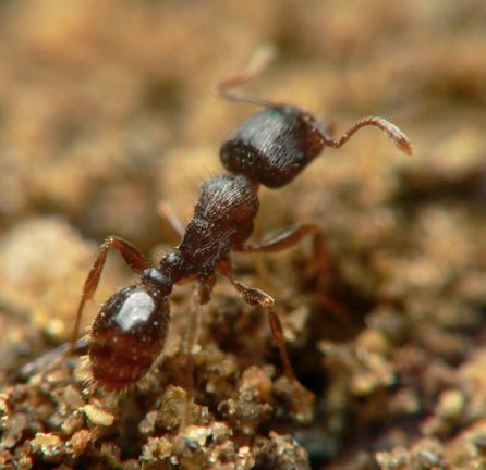 fourmi Tetramorium moravicum
