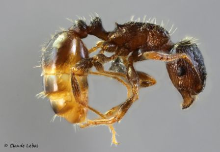 ouvriere Tetramorium moravicum
