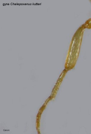 patte sans poils dressés de  Temnothorax  kutteri