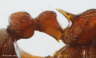 petiole de la reine Myrmica scabrinodis