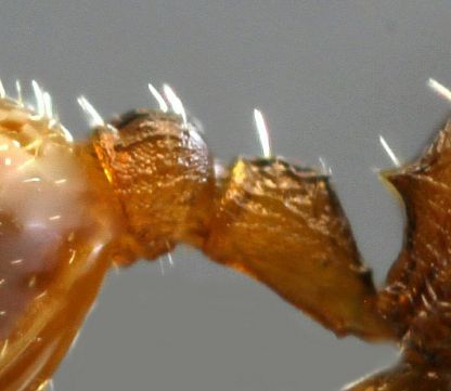 petiole de gyne Temnothorax affinis