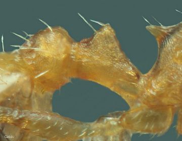 petiole de gyne Temnothorax  lichtensteini