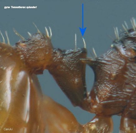 petiole de la gyne Temnothorax nylanderi