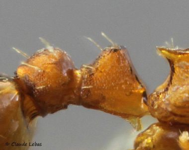 petiole  Leptothorax gredleri