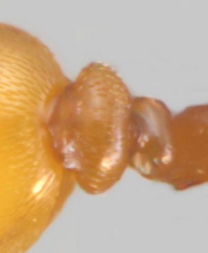 post petiole très large d‘un  mâle Cardiocondyla elegans