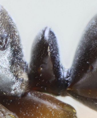 écaille peu poilue du  mâle Formica fusca