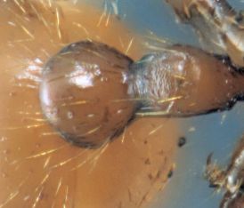 petiole lisse Myrmica rubra