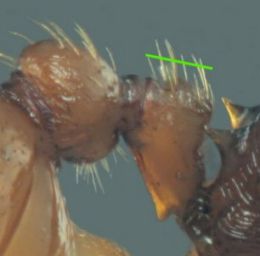 petiole de gyne Myrmica rubra