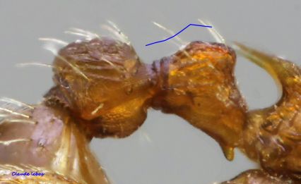 petiole Myrmica specioides