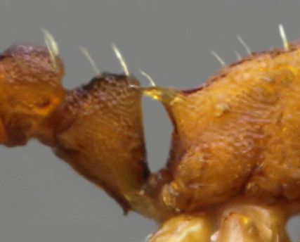 épines longues et fines