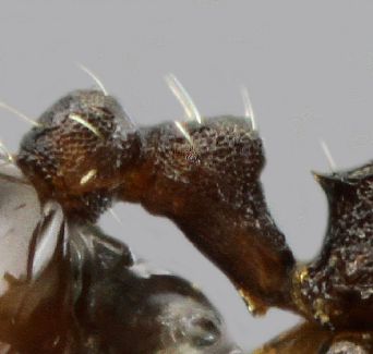 petiole  Temnothorax niger