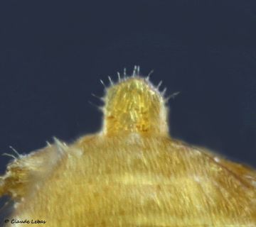 petiole arrondi de l‘ouvriere Lasius jensi